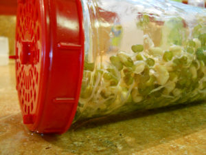 fheasy-family-health-easy-sprouts